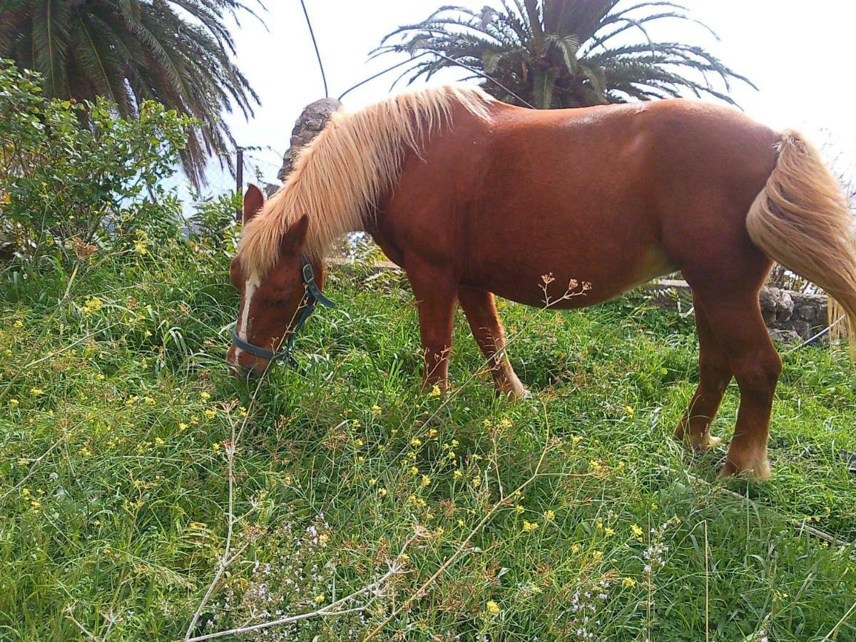 Azienda Agrituristica Le Terre Di San Leonardo Cetraro Esterno foto